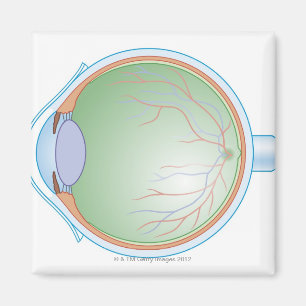 Anatomy of the Human Eye Magnet