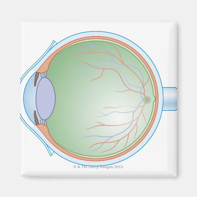 Anatomy of the Human Eye Magnet (Front)