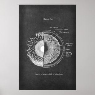 Anatomy of The Human Eye Optometrist Decor