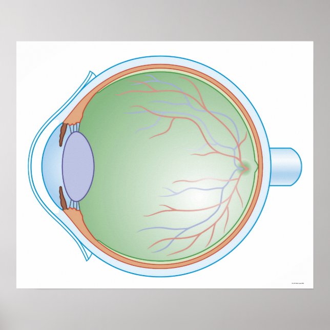 Anatomy of the Human Eye Poster (Front)