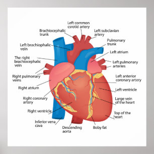 Anatomy of the human heart poster