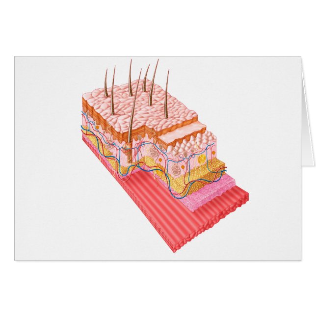 Anatomy Of The Human Skin (Front Horizontal)