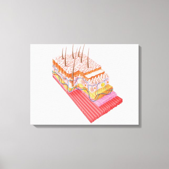 Anatomy Of The Human Skin Canvas Print (Front)