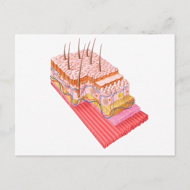 Anatomy Of The Human Skin Postcard (Front)