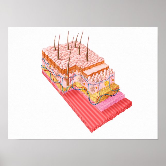 Anatomy Of The Human Skin Poster (Front)
