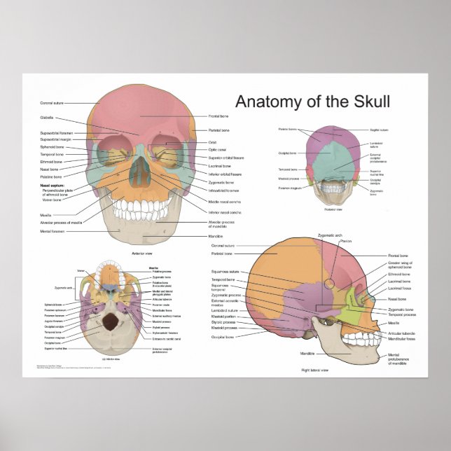 Anatomy of the Human Skull 18 X 24 Poster (Front)