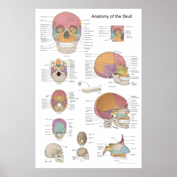 Skull Posters & Prints | Zazzle UK