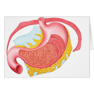 Anatomy Of The Human Stomach