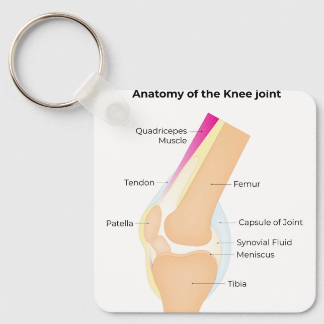 Anatomy of the Knee Key Ring (Front)