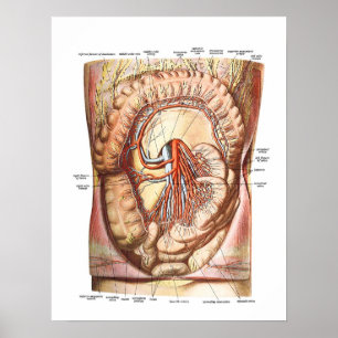 Anatomy of the Large Intestine Poster