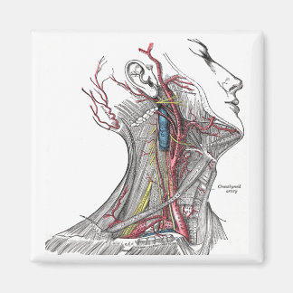 Anatomy of the Neck Magnet