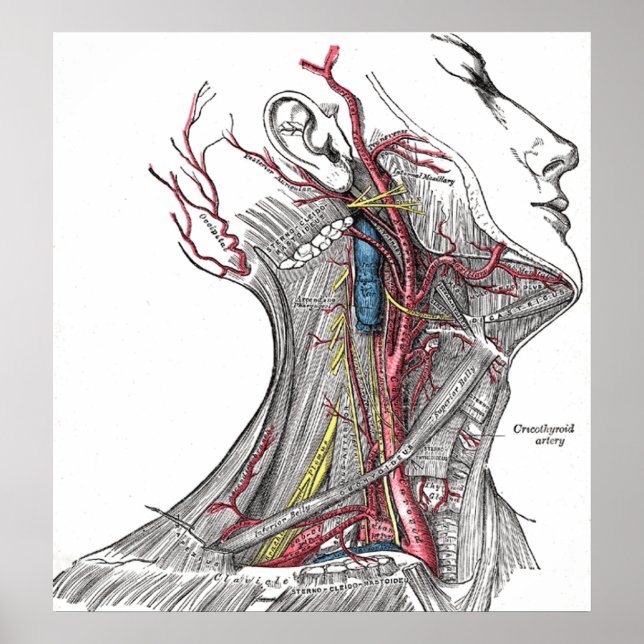 Anatomy of the Neck Poster Print (Front)