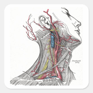 Anatomy of the Neck Square Sticker