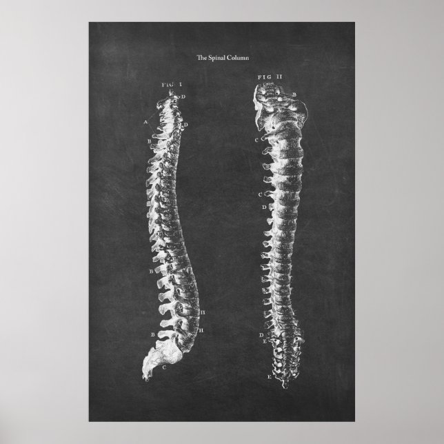 Anatomy of the Spinal Column Physical Therapy Art Poster (Front)