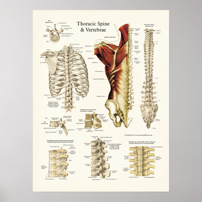 Anatomy of the Thoracic Spine and Vertebrae Poster (Front)