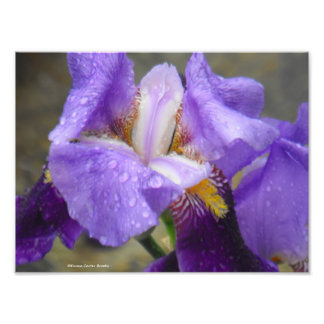 Anatomy of the Tulip Collection IV Photo Print