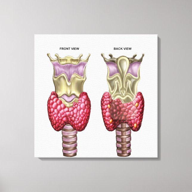 Anatomy Of Thyroid Gland With Larynx & Cartilage Canvas Print (Front)