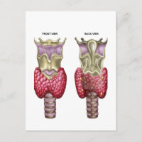 Anatomy Of Thyroid Gland With Larynx & Cartilage