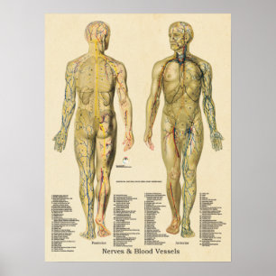 Anatomy Poster Arteries Veins Nerves Lymph Vintage