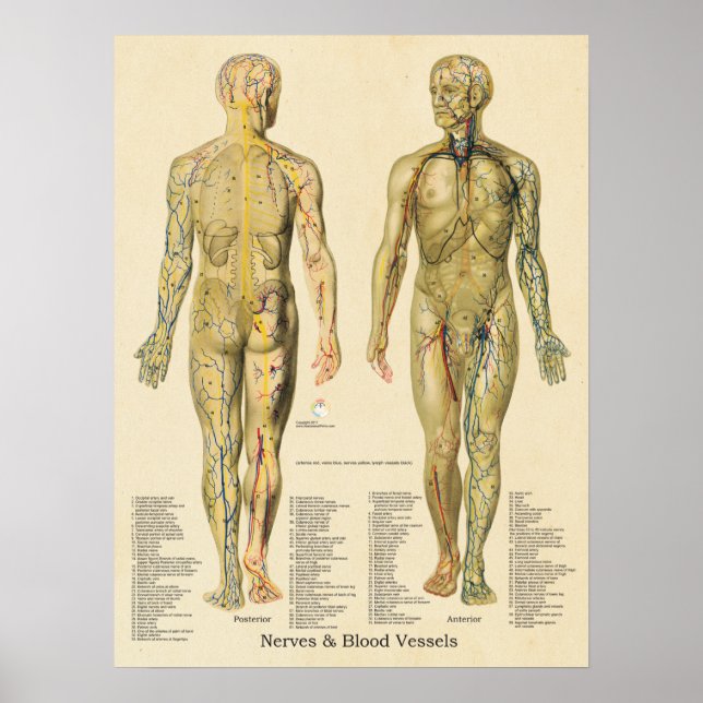 Anatomy Poster Arteries Veins Nerves Lymph Vintage (Front)