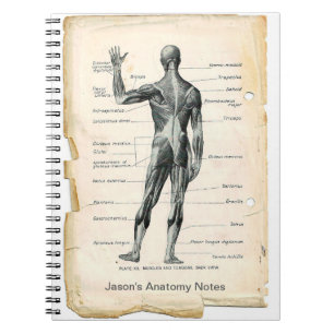 Anatomy Posterior Notebook