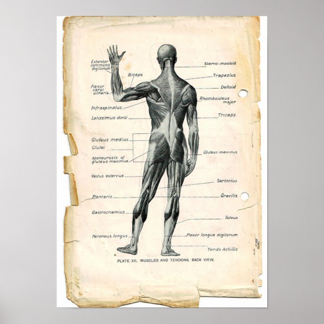 Anatomy Posterior Poster (Front)