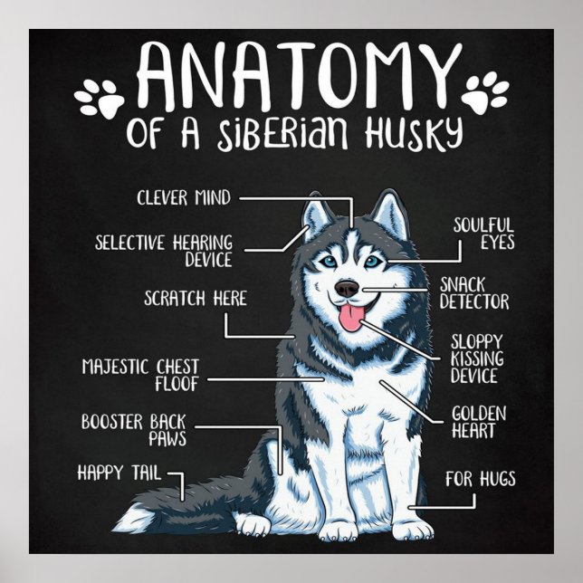 Anatomy Siberian Husky Poster (Front)
