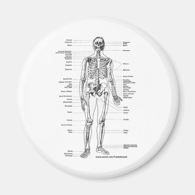 ANATOMY SKELETON T-SHIRTS AND GIFTS MAGNET (Front)