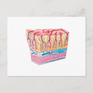 Anatomy Structure And Layers Of The Stomach Wall Postcard