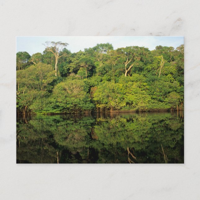 Anavilhanas, Amazonas, Brazil. Rainforest river Postcard (Front)