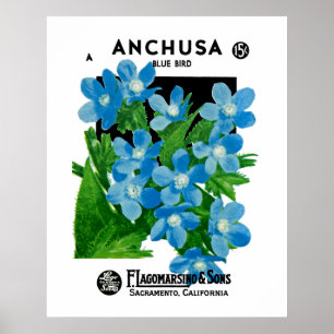 Anchusa Poster