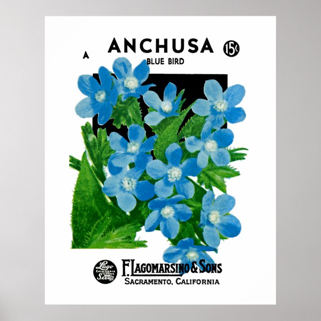 Anchusa Poster (Front)