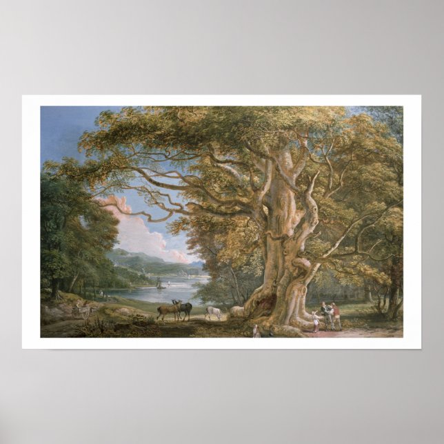 Ancient Beech Tree Poster (Front)