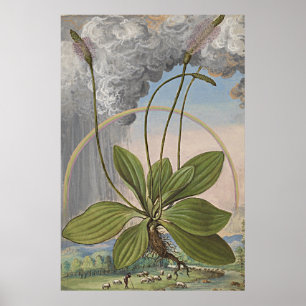Ancient Botanical Art Broadleaf Plaintain Poster