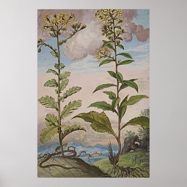 Ancient Botanical Art Goldenrod Poster (Front)