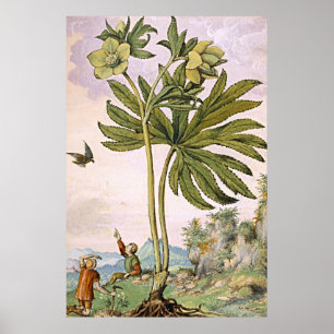 Ancient Botanical Art Green Helibore Poster