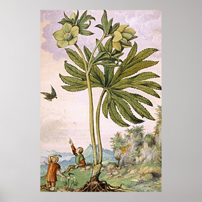Ancient Botanical Art Green Helibore Poster (Front)
