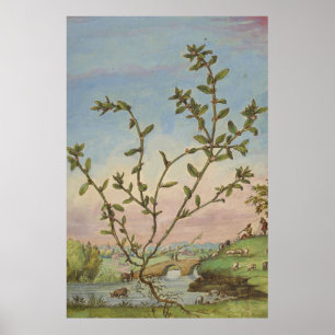 Ancient Botanical Art Mugwort Poster