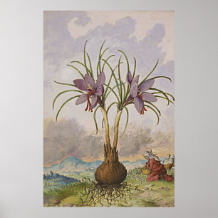 Ancient Botanical Art Saffron Poster