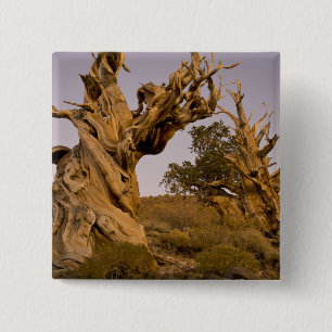 Ancient Bristlecone Forest, White Mountains, CA 15 Cm Square Badge