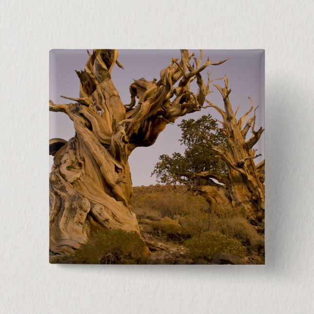 Ancient Bristlecone Forest, White Mountains, CA 15 Cm Square Badge (Front)