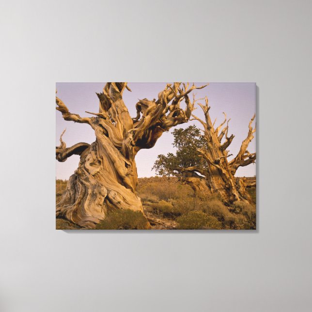Ancient Bristlecone Forest, White Mountains, CA Canvas Print (Front)