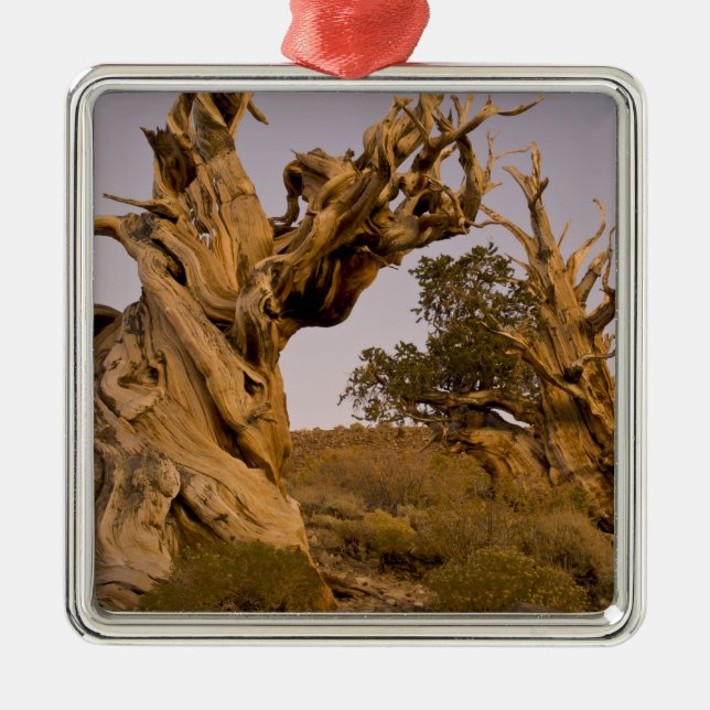 Ancient Bristlecone Forest, White Mountains, CA Metal Tree Decoration (Front)