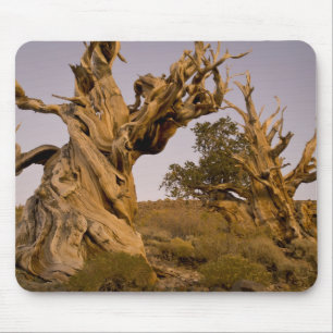 Ancient Bristlecone Forest, White Mountains, CA Mouse Mat