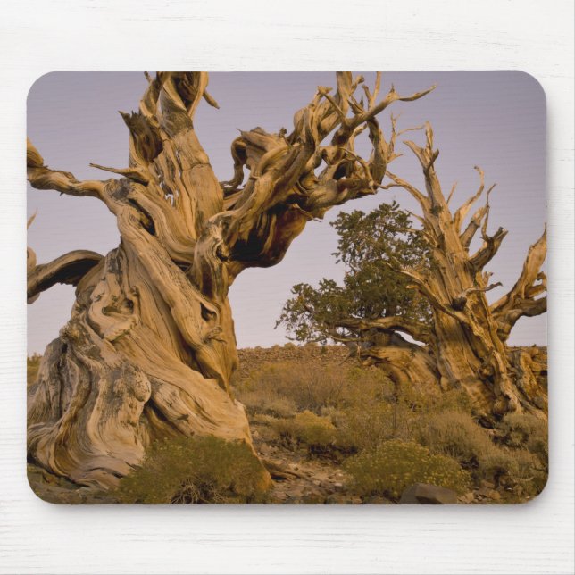 Ancient Bristlecone Forest, White Mountains, CA Mouse Mat (Front)
