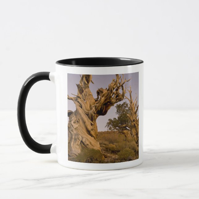 Ancient Bristlecone Forest, White Mountains, CA Mug (Left)