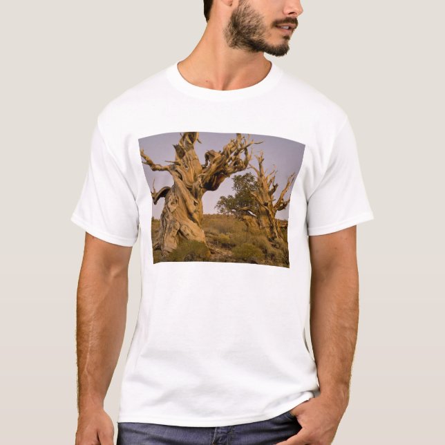 Ancient Bristlecone Forest, White Mountains, CA T-Shirt (Front)