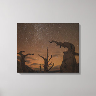 Ancient Bristlecone Pine Forest California Canvas Print