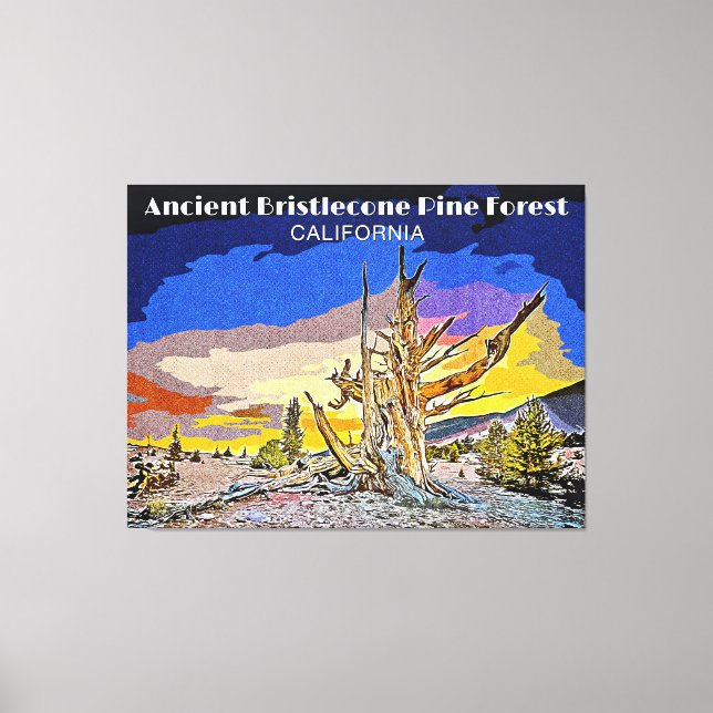 Ancient Bristlecone Pine Forest, California  Canvas Print (Front)