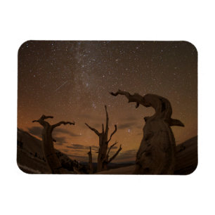 Ancient Bristlecone Pine Forest   California Magnet
